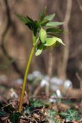 Helleborus viridis